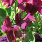 50 Cupid Mahogany Dwarf Sweet Pea Seeds Fast Shipping