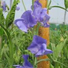 50 Royal Blue Sweet Pea Seeds Fast Shipping 50 Royal Blue Sweet Pea Seeds Fast Shipping