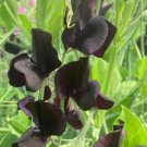 50 Almost Black Sweet Pea Seeds Fast Shipping 50 Almost Black Sweet Pea Seeds Fast Shipping