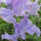 50 CharlieS Angel Sweet Pea Seeds Fast Shipping 50 CharlieS Angel Sweet Pea Seeds Fast Shipping