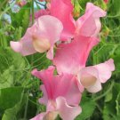 50 Strawberry Fields Sweet Pea Seeds Fast Shipping 50 Strawberry Fields Sweet Pea Seeds Fast Shipping