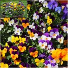 200 Atlas Mix Pansy Viola Seeds Fast Shipping 200 Atlas Mix Pansy Viola Seeds Fast Shipping