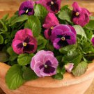 200 Inspire Plus Pink Shades Mix Pansy Viola Seeds Fast Shipping 200 Inspire Plus Pink Shades Mix Pansy Viola Seeds Fast Shipping