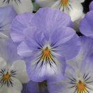 200 Plentifall Frost Pansy Viola Seeds Fast Shipping