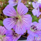 25 Magical Joy Geranium Seeds Fast Shipping 25 Magical Joy Geranium Seeds Fast Shipping