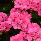 25 Patriot Tickled Pink Geranium Seeds Fast Shipping 25 Patriot Tickled Pink Geranium Seeds Fast Shipping