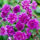 25 Plenum Geranium Seeds Fast Shipping 25 Plenum Geranium Seeds Fast Shipping