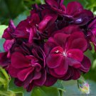 25 Precision Dark Burgundy Ivy Leaf Geranium Seeds Fast Shipping 25 Precision Dark Burgundy Ivy Leaf Geranium Seeds Fast Shipping