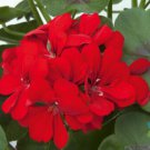 25 Precision Scarlet Red Ivy Leaf Geranium Seeds Fast Shipping 25 Precision Scarlet Red Ivy Leaf Geranium Seeds Fast Shipping