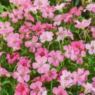 25 Rose Clair Geranium Seeds Fast Shipping 25 Rose Clair Geranium Seeds Fast Shipping