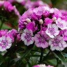 200 Sweet William Carnation Seeds Fast Shipping 200 Sweet William Carnation Seeds Fast Shipping