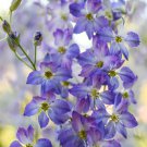 200 Frosted Skies Delphinium Seeds Fast Shipping