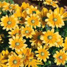 200 Green Eyes Rudbeckia Seeds Fast Shipping 200 Green Eyes Rudbeckia Seeds Fast Shipping
