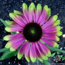 200 Green Twister Rudbeckia Seeds Fast Shipping 200 Green Twister Rudbeckia Seeds Fast Shipping