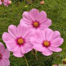 200 Dwarf Early Rose Cosmos Seeds Fast Shipping 200 Dwarf Early Rose Cosmos Seeds Fast Shipping