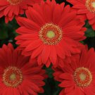 200 Deep Red Gerbera Daisy Seeds Fast Shipping 200 Deep Red Gerbera Daisy Seeds Fast Shipping