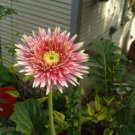 200 Red & White Spiked Gerbera Daisy Seeds Fast Shipping 200 Red & White Spiked Gerbera Daisy Seeds Fast Shipping