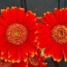 200 Red & Yellow Gerbera Daisy Seeds Fast Shipping 200 Red & Yellow Gerbera Daisy Seeds Fast Shipping