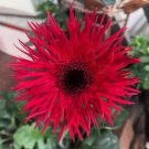 50 Red Gerbera Spider Daisy Seeds Fast Shipping 50 Red Gerbera Spider Daisy Seeds Fast Shipping
