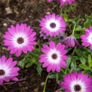 200 White & Pink Cape Daisy Seeds Fast Shipping 200 White & Pink Cape Daisy Seeds Fast Shipping