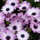 200 White & Purple Cape Daisy Seeds Fast Shipping 200 White & Purple Cape Daisy Seeds Fast Shipping