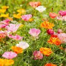 200 California Mission Bells Mix Poppy Seeds Fast Shipping 200 California Mission Bells Mix Poppy Seeds Fast Shipping