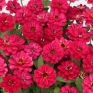 100 Profusion Double Hot Cherry Zinnia Seeds Fast Shipping