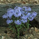 100 Wild Sweet William Phlox Seeds Fast Shipping 100 Wild Sweet William Phlox Seeds Fast Shipping