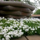 100 Snowflake Creeping Phlox Seeds Fast Shipping 100 Snowflake Creeping Phlox Seeds Fast Shipping