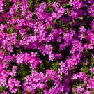 100 Red Wings Phlox Seeds Fast Shipping