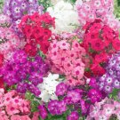 100 Dwarf Mix Phlox Seeds Fast Shipping 100 Dwarf Mix Phlox Seeds Fast Shipping