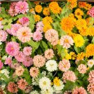 25 Pink Melody Mix Marigold Seeds Fast Shipping 25 Pink Melody Mix Marigold Seeds Fast Shipping