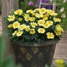 25 Daisy Wheel Lemon Marigold Seeds Fast Shipping 25 Daisy Wheel Lemon Marigold Seeds Fast Shipping