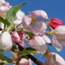 25 Sun Rival Crabapple Seeds Fast Shipping 25 Sun Rival Crabapple Seeds Fast Shipping