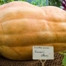 25 Big Max Pumpkin Seeds Fast Shipping 25 Big Max Pumpkin Seeds Fast Shipping