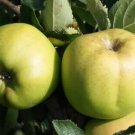 25 Rhode Island Greening Apple Seeds Fast Shipping 25 Rhode Island Greening Apple Seeds Fast Shipping