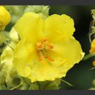 Mullein Phlomoides 50 Seeds Fresh This Season {Rare & Exotic} Fast Shipping
