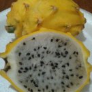 Dragon Fruit Yellow 20 Seeds Fresh This Season {Very Rare & Exotic}*Delicious* Fast Shipping Dragon Fruit Yellow 20 Seeds Fresh This Season {Very Rare & Exotic}*Delicious* Fast Shipping