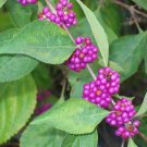 Beautyberry 100 Seeds Fresh This SeasonS Harvest From My Garden {Rare&Exotic} Fast Shipping Beautyberry 100 Seeds Fresh This SeasonS Harvest From My Garden {Rare&Exotic} Fast Shipping
