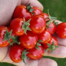 Micro Tina Micro Dwarf Tomato 12 Seeds Read Fast Shipping