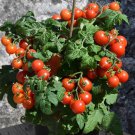 Krasny Milo Micro Dwarf Tomato 12 Seeds Read Fast Shipping Krasny Milo Micro Dwarf Tomato 12 Seeds Read Fast Shipping
