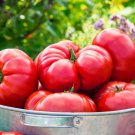 Mortgage Lifter Tomato 15 Seeds Organic Heirloom Fast Shipping Mortgage Lifter Tomato 15 Seeds Organic Heirloom Fast Shipping