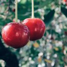 20 Evans Cherry Tree Seeds Prunus Cerasus Evans Tasty Edible Tart Fruits Fast Shipping 20 Evans Cherry Tree Seeds Prunus Cerasus Evans Tasty Edible Tart Fruits Fast Shipping
