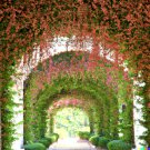 5 Pink Coral Vine Flower Seeds Mexican Creeper Vining Creeping Rare 40 Ft Fast Shipping