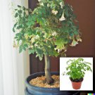 15 Radermachera Sinica Tree Seeds China Doll Exotic Indoor Potted Bonsai Plant Fast Shipping 15 Radermachera Sinica Tree Seeds China Doll Exotic Indoor Potted Bonsai Plant Fast Shipping