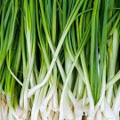 1200 Green Onion Seeds Tokyo Long White Bunching Scallion Bulk Fast Shipping 1200 Green Onion Seeds Tokyo Long White Bunching Scallion Bulk Fast Shipping