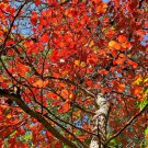 10 Wildfire Black Tupelo Tree Seeds Nyssa Sylvatica Medicinal Edible Fruits Fast Shipping 10 Wildfire Black Tupelo Tree Seeds Nyssa Sylvatica Medicinal Edible Fruits Fast Shipping