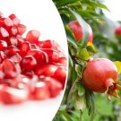 25 Pomegranate Seeds Punica Granatum Sweet Tropical Edible Fruit Shrub Tree Fast Shipping 25 Pomegranate Seeds Punica Granatum Sweet Tropical Edible Fruit Shrub Tree Fast Shipping