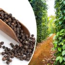 20 Black Peppercorn Piper Nigrum Vine Seeds Medicinal Fast Shipping 20 Black Peppercorn Piper Nigrum Vine Seeds Medicinal Fast Shipping