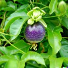 10 Passion Fruit Seeds Purple Edulis Passionfruit Vine Edible Us Fast Shipping 10 Passion Fruit Seeds Purple Edulis Passionfruit Vine Edible Us Fast Shipping